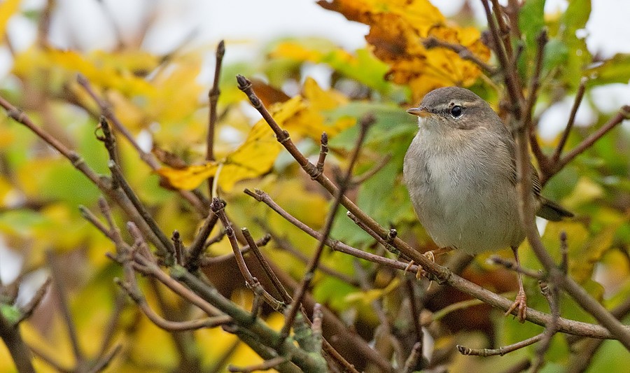 Dusky Warbler - ML284154841