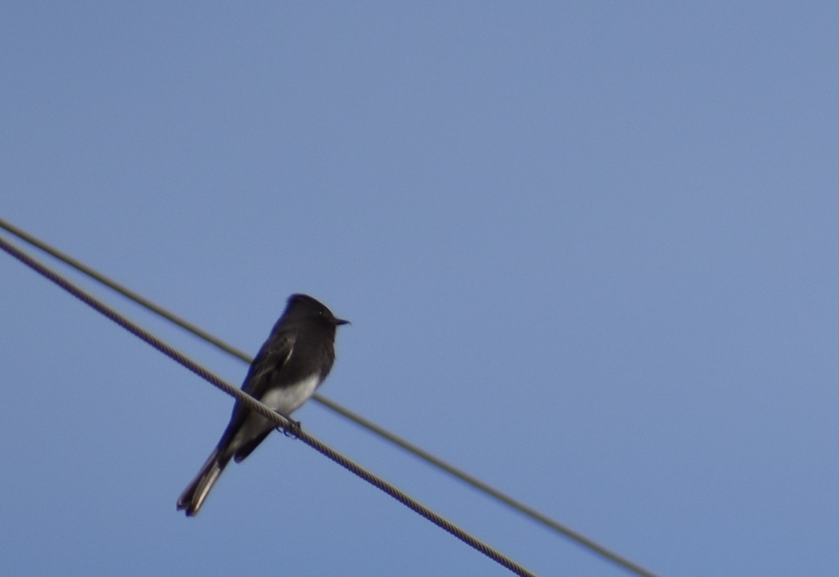 Black Phoebe - ML284156011