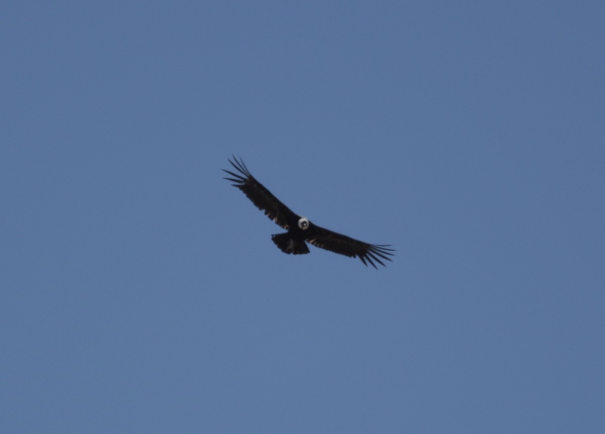 Condor des Andes - ML284157101