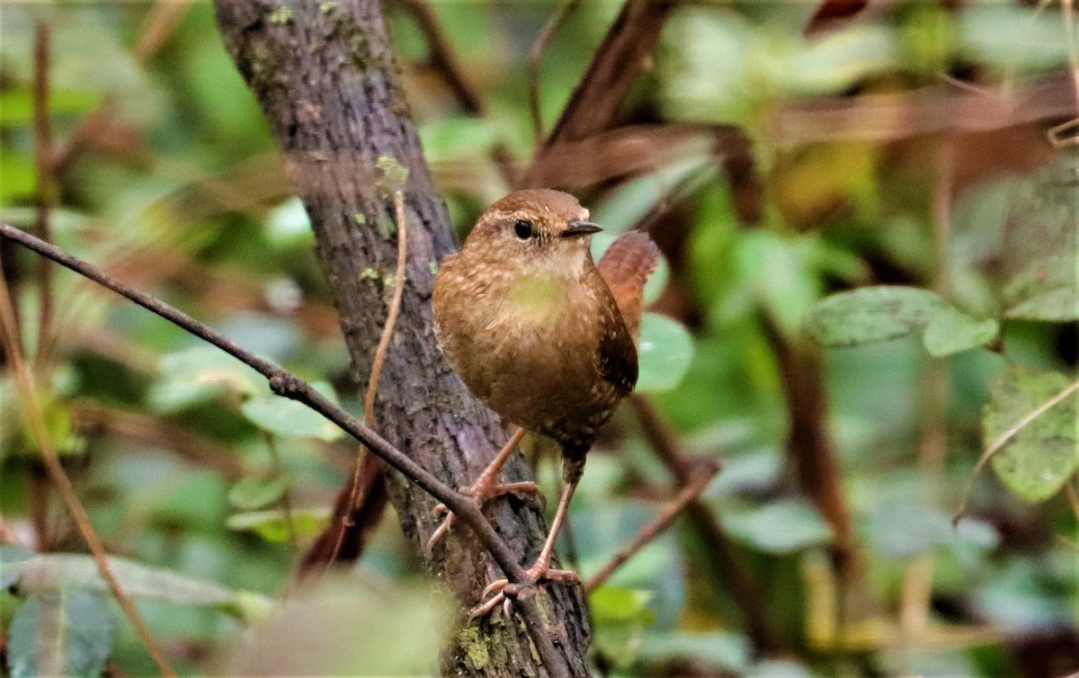 Winter Wren - ML284157521