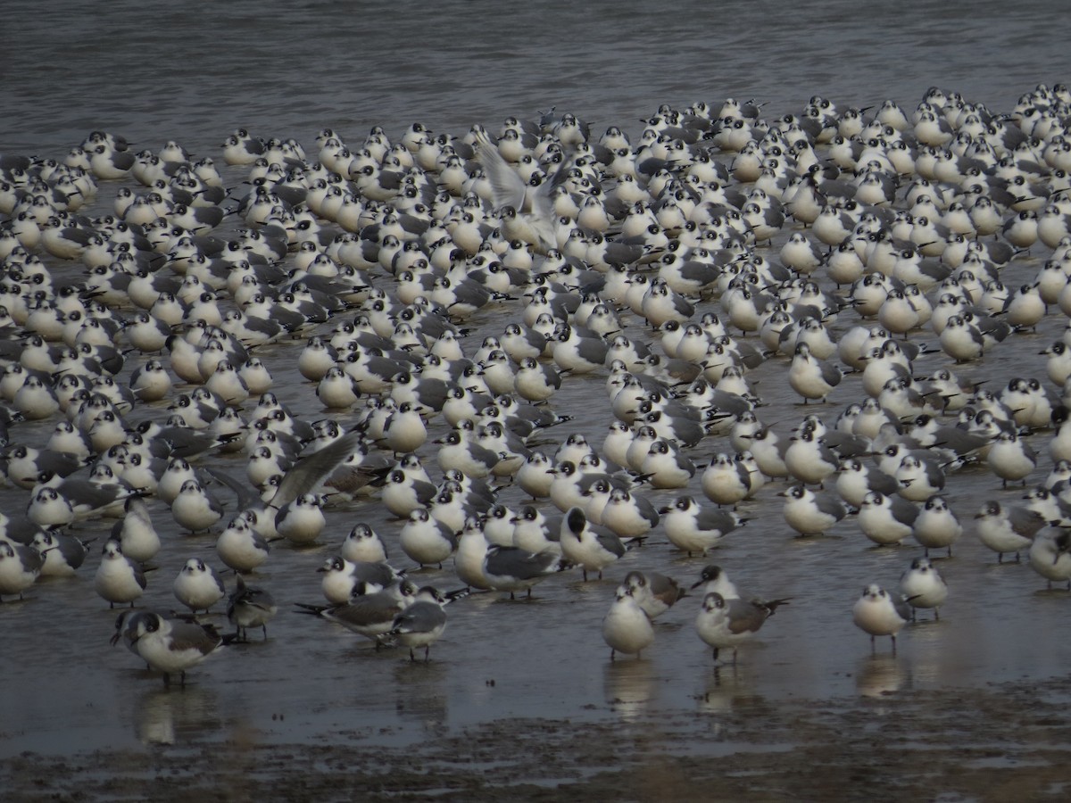 Franklin's Gull - ML284157821