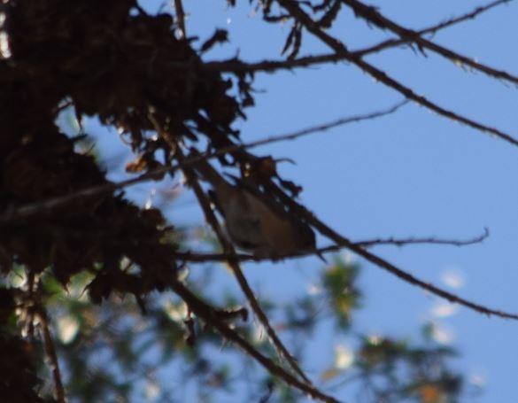 House Wren - Felipe Undurraga