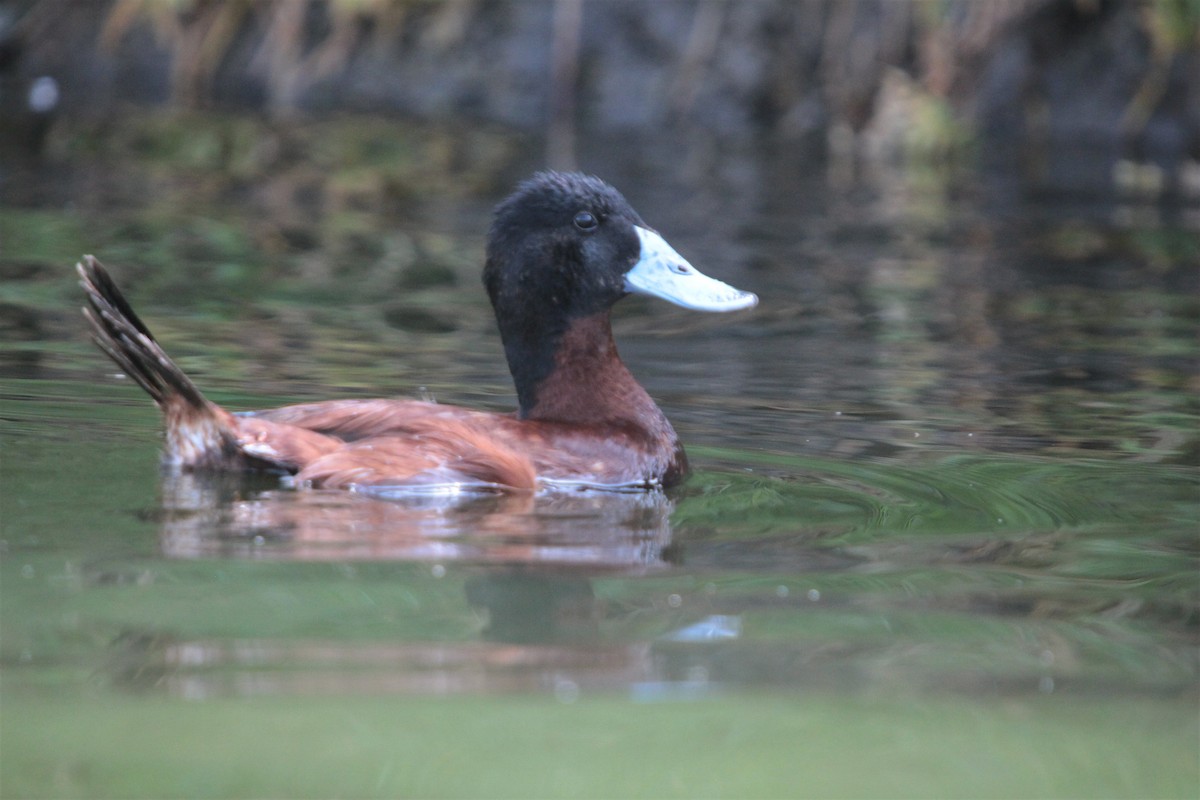 Andean Duck (ferruginea) - ML284160021
