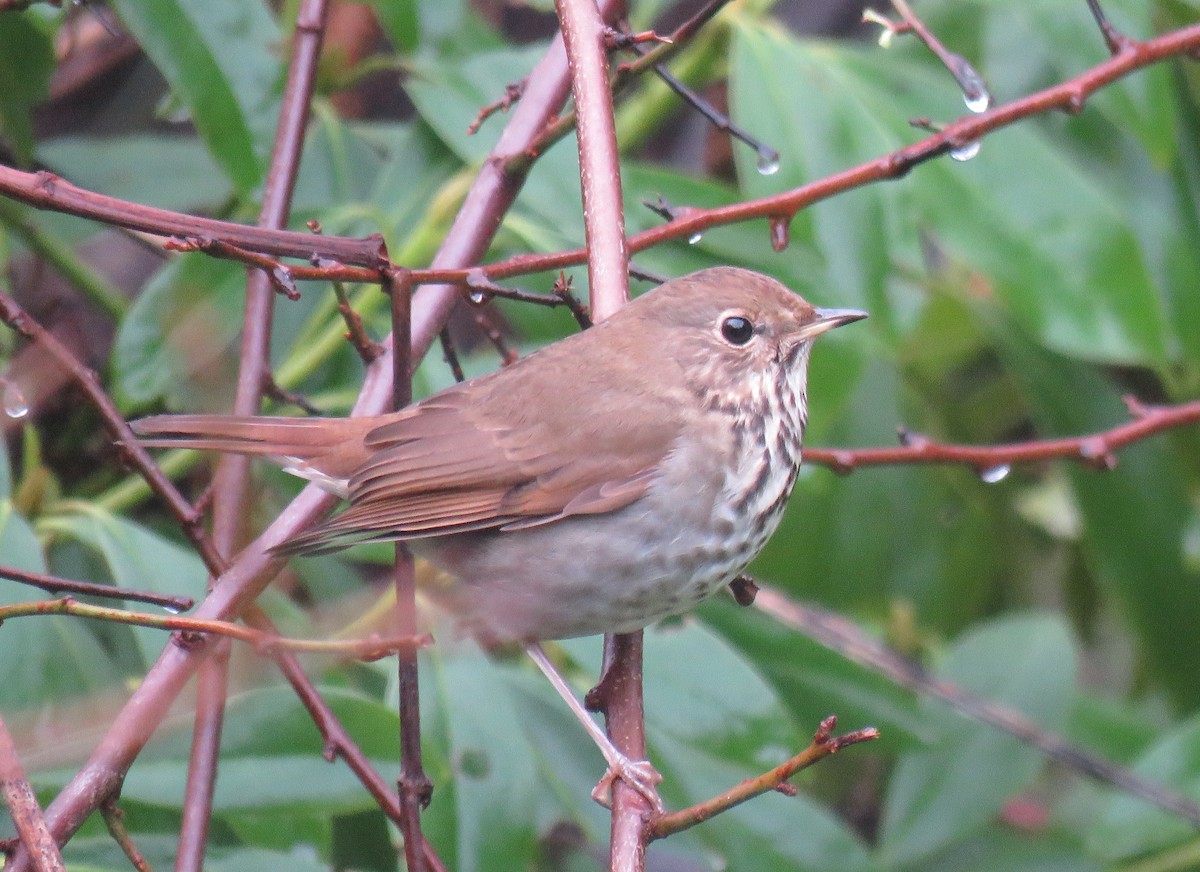 Hermit Thrush - ML284160391