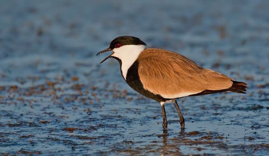 Spur-winged Lapwing - Paul Cools