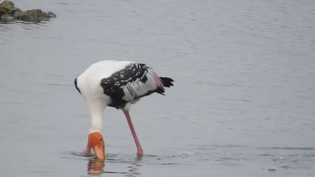 Painted Stork - ML284160541