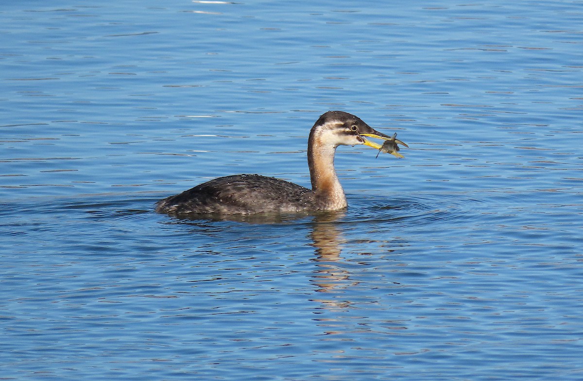 Red-necked Grebe - ML284161421