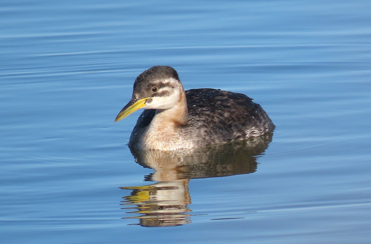 Red-necked Grebe - ML284161481