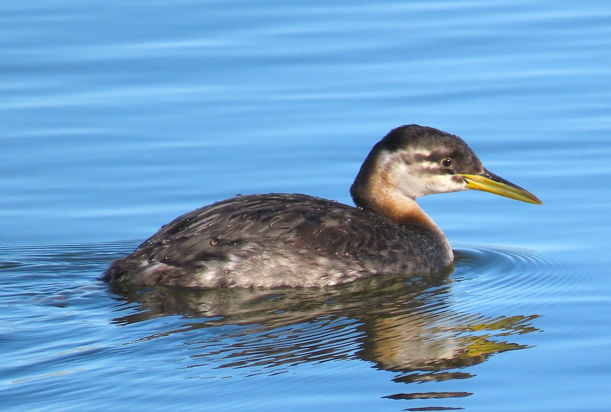 Red-necked Grebe - ML284161541