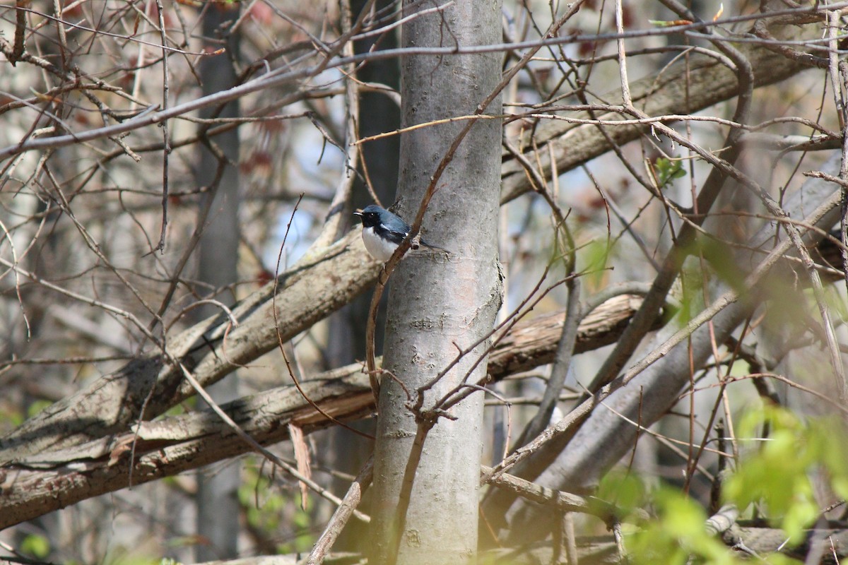 Black-throated Blue Warbler - ML28416161