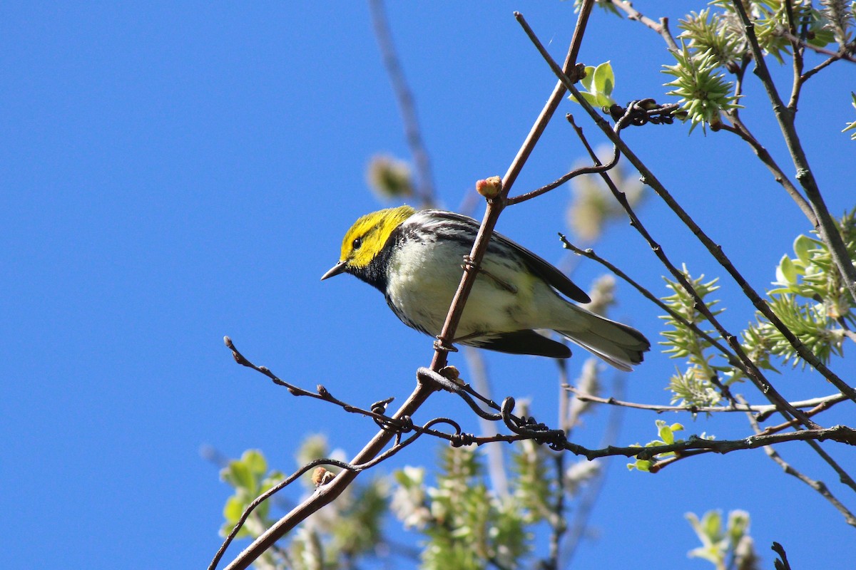Black-throated Green Warbler - ML28416181