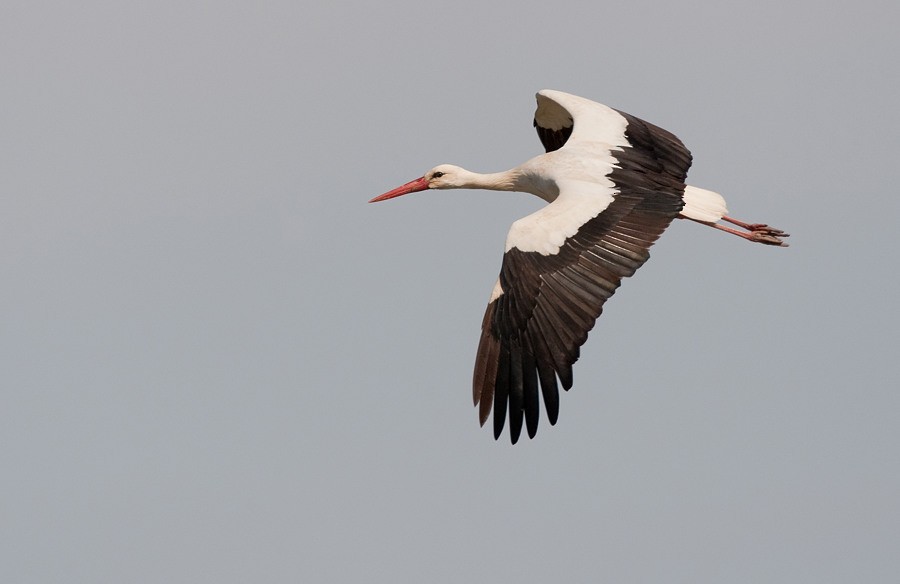 White Stork - Paul Cools