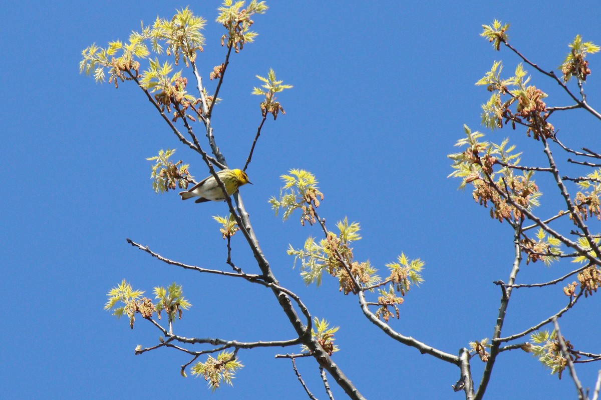 Cape May Warbler - ML28416191