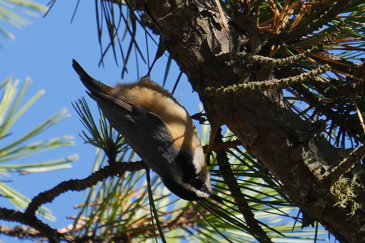 Red-breasted Nuthatch - ML284163571
