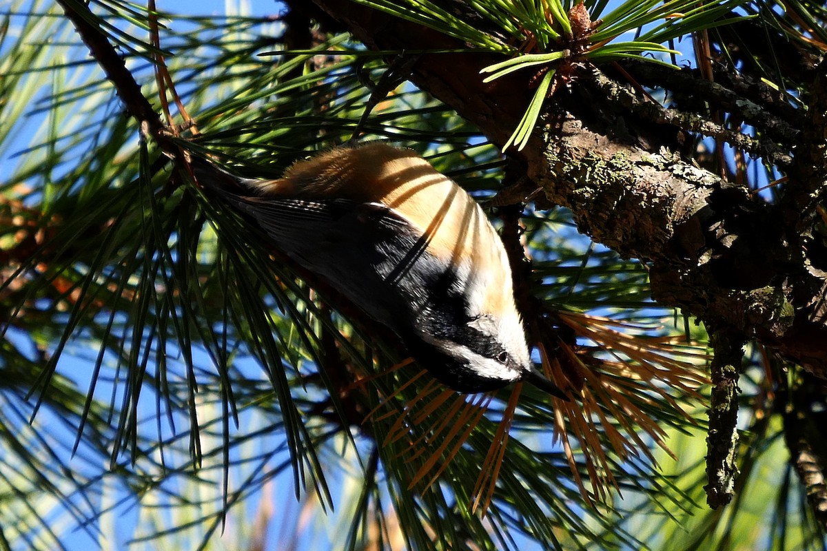 Red-breasted Nuthatch - ML284163581