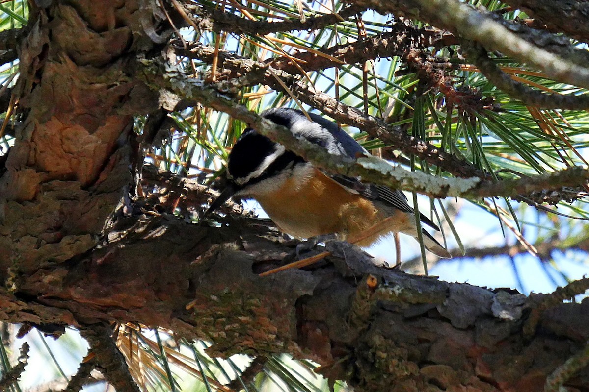 Red-breasted Nuthatch - ML284163591