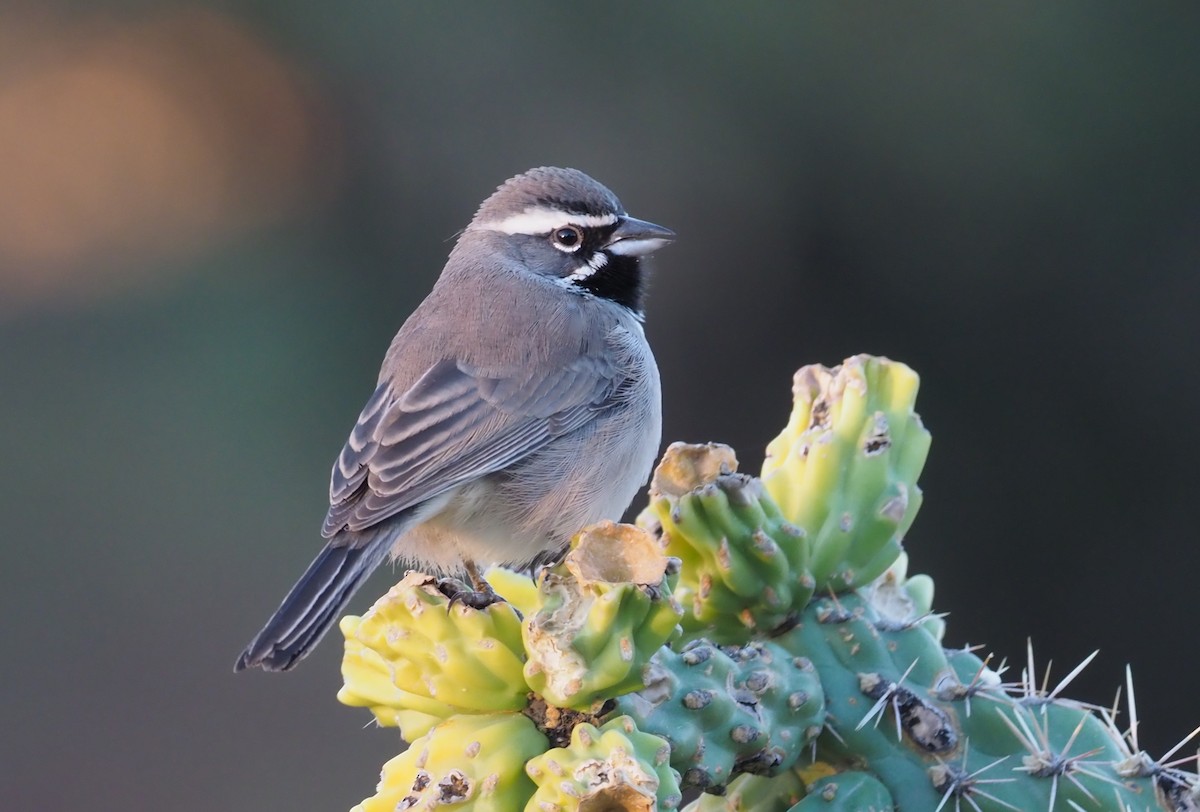 Black-throated Sparrow - Stephan Lorenz