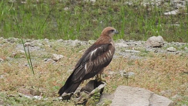 Brahminy Kite - ML284163921