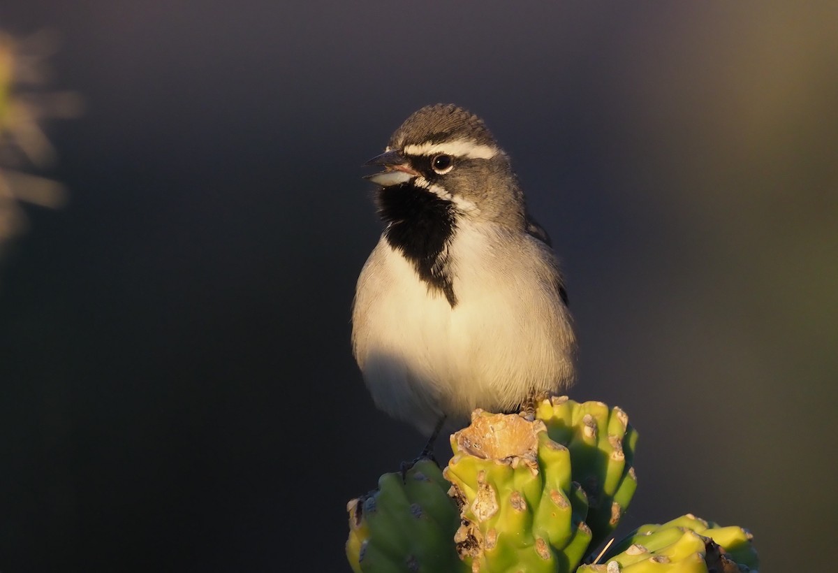 Black-throated Sparrow - Stephan Lorenz