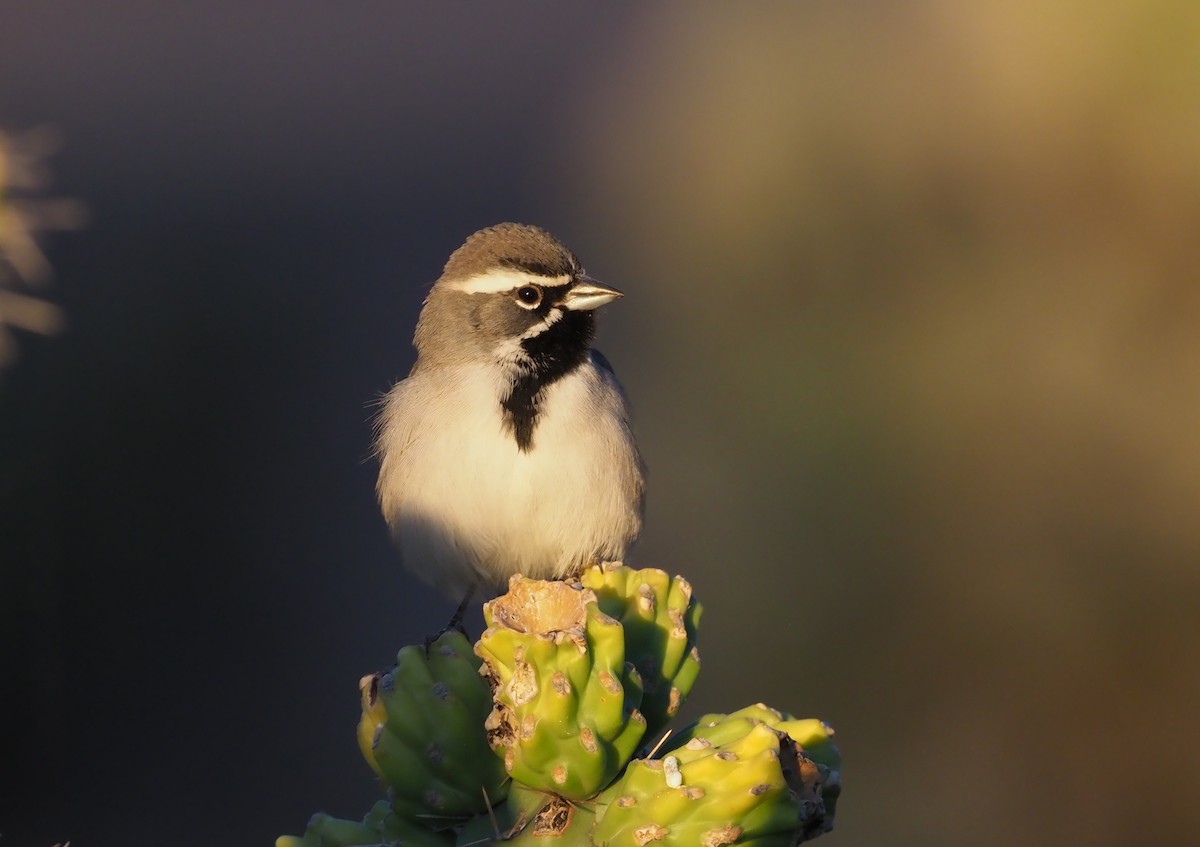 Black-throated Sparrow - ML284164501