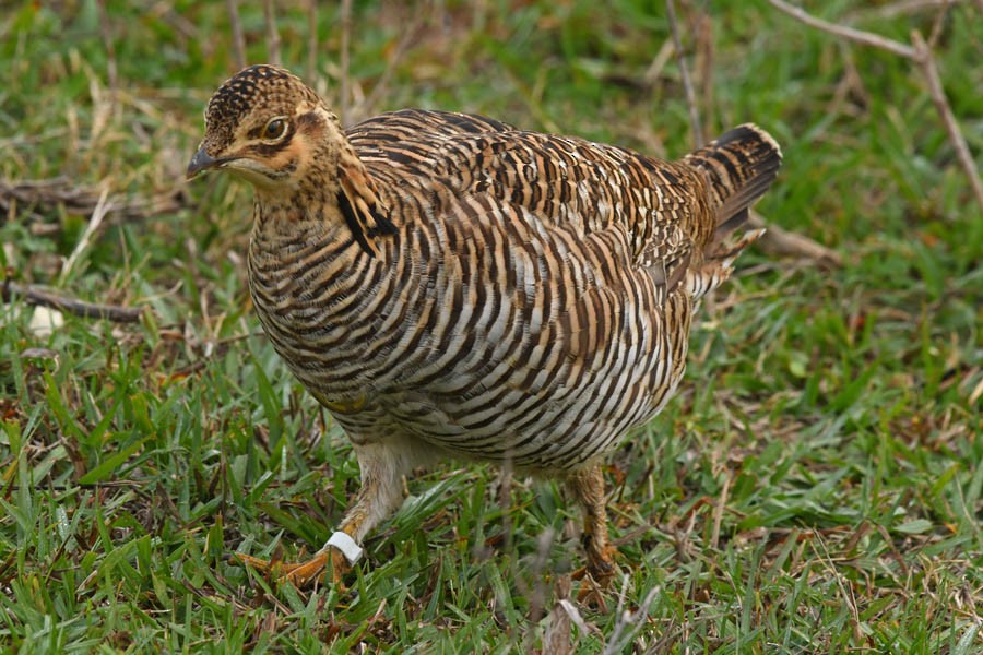 Präriehuhn (attwateri) - ML284167261