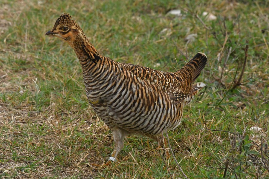 Greater Prairie-Chicken (Attwater's) - ML284167291