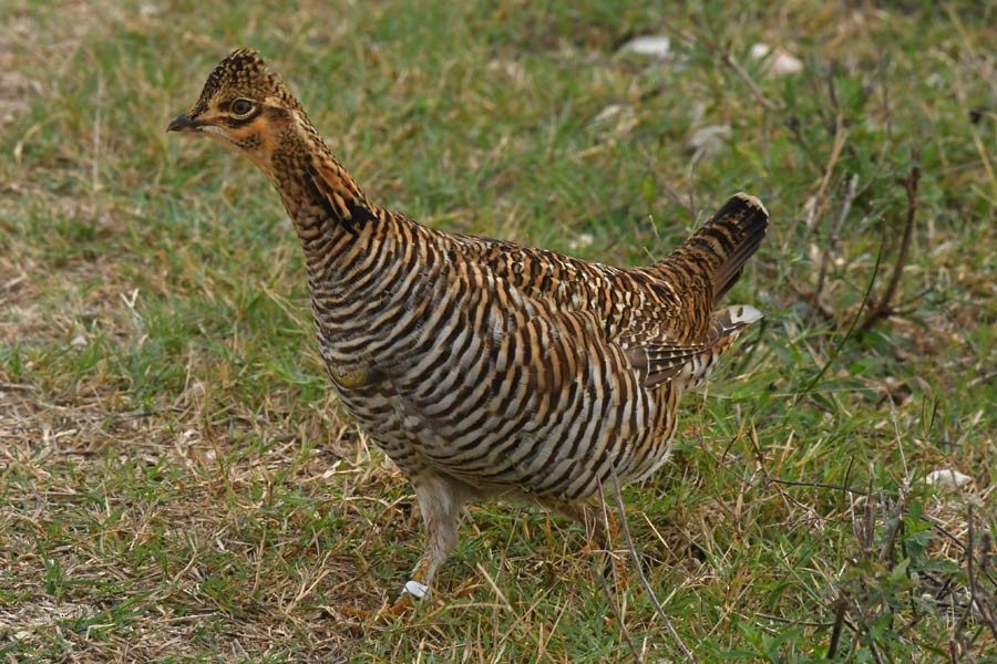 Greater Prairie-Chicken (Attwater's) - Troy Hibbitts