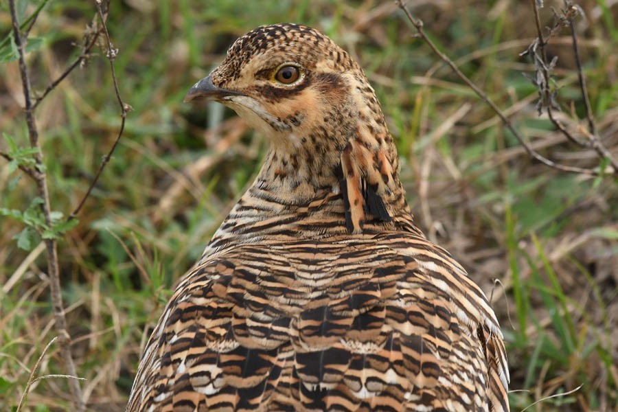 Greater Prairie-Chicken (Attwater's) - ML284167301