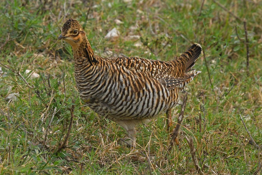 Greater Prairie-Chicken (Attwater's) - ML284167321