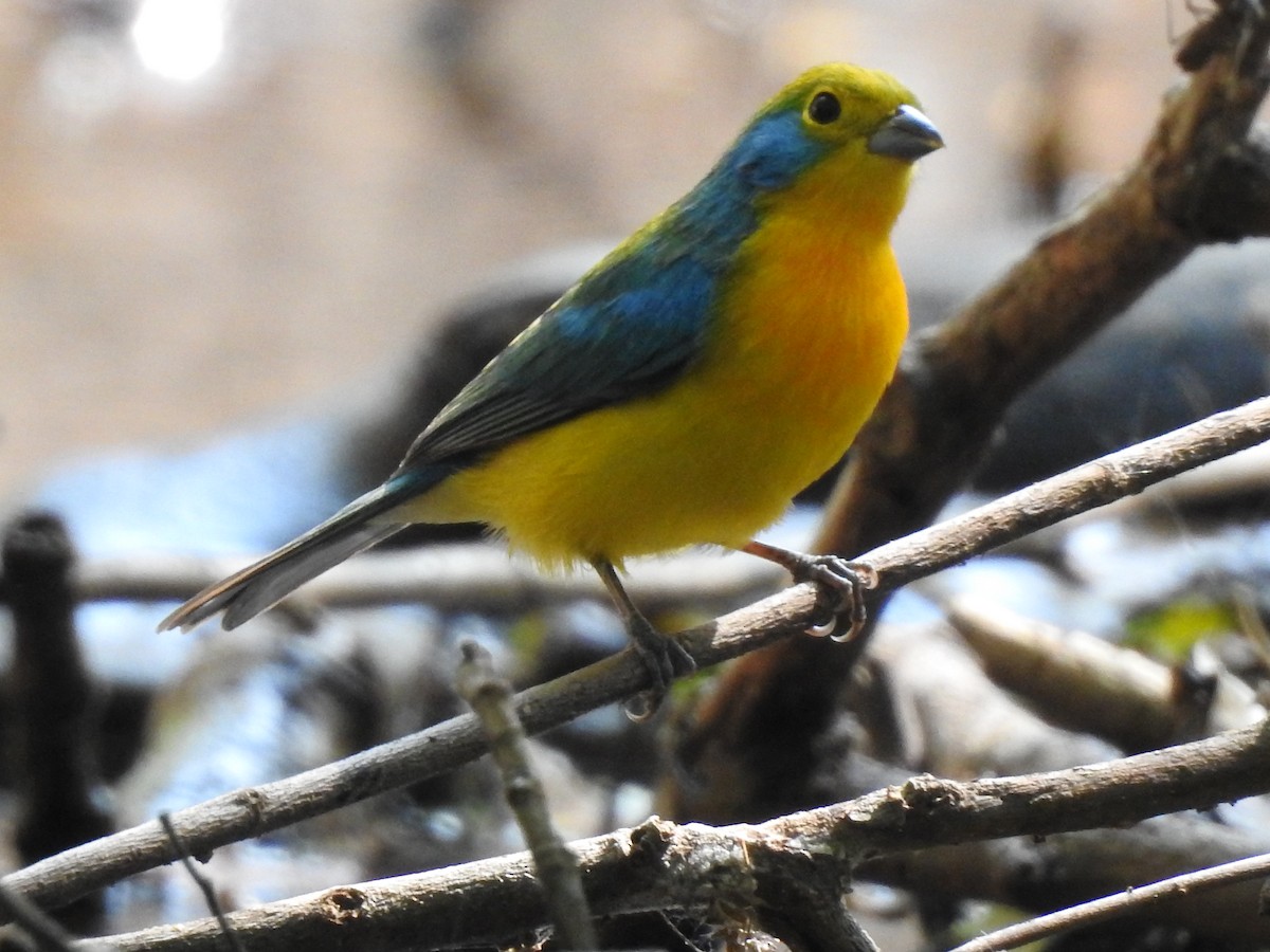 Orange-breasted Bunting - ML284168371