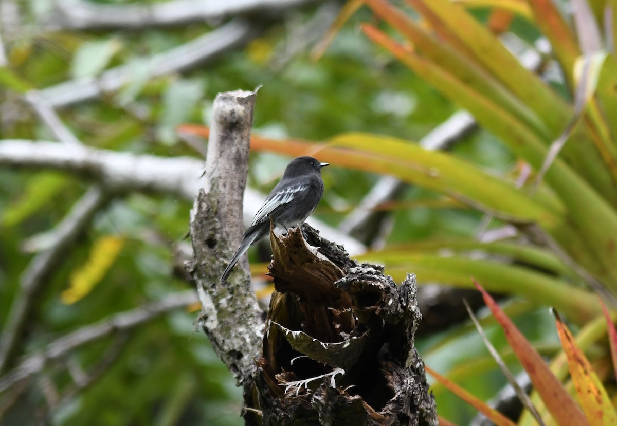 Black Phoebe - Scott M Terry