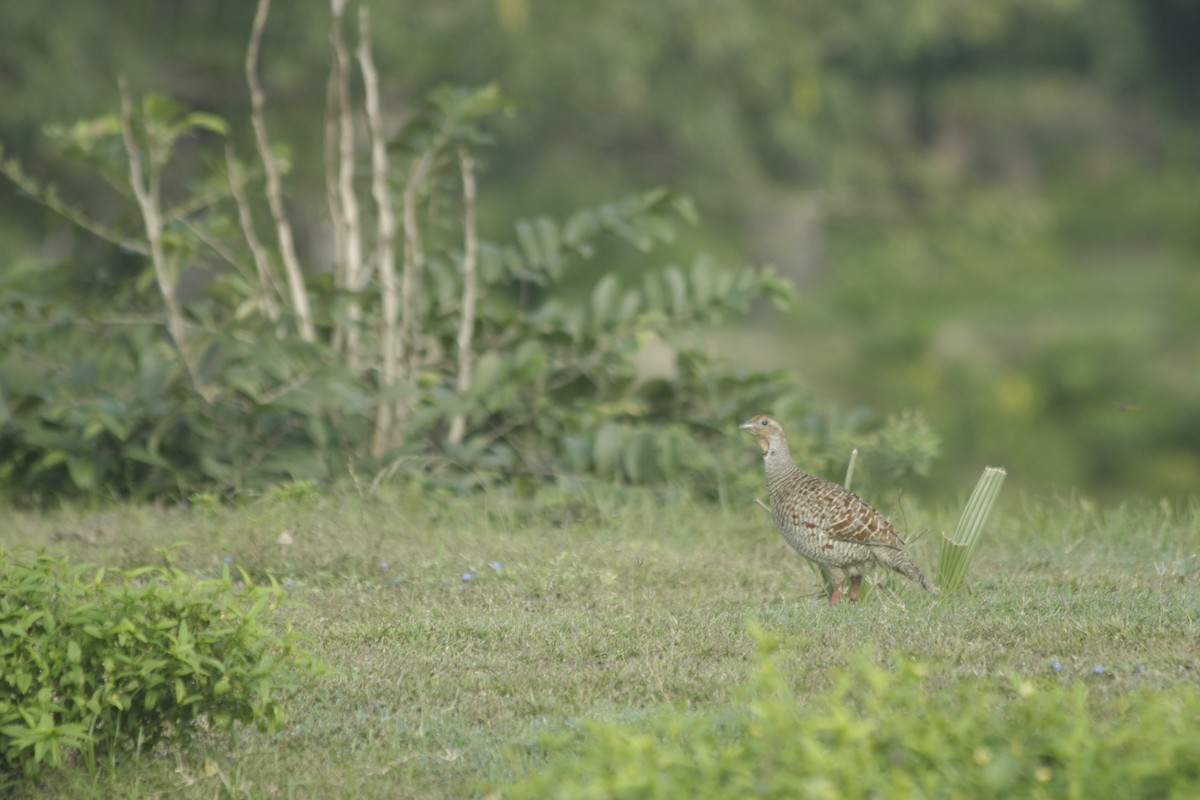 Gray Francolin - ML284169411