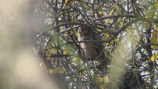 Long-eared Owl - ML284170381