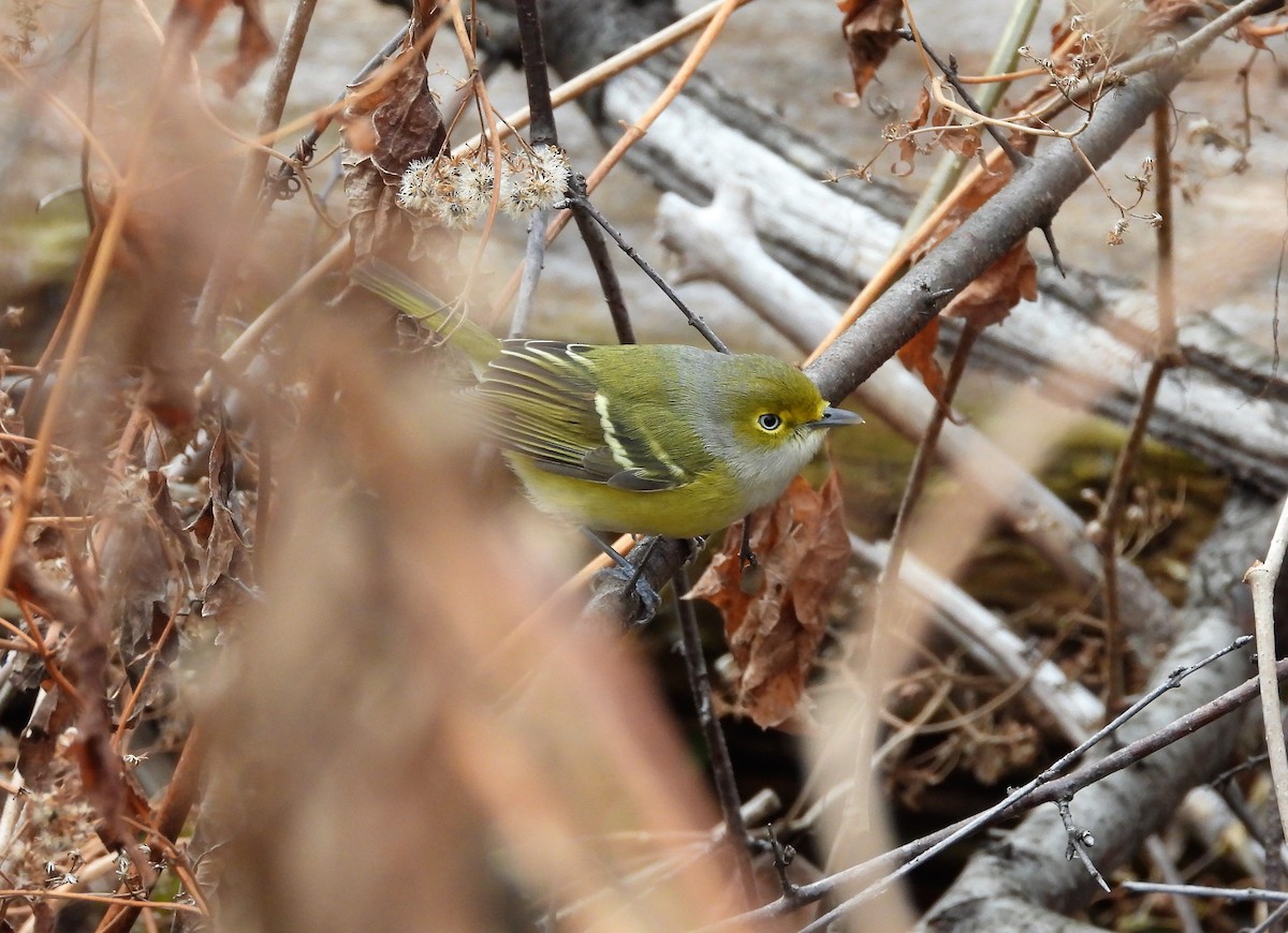 Vireo Ojiblanco - ML284170521