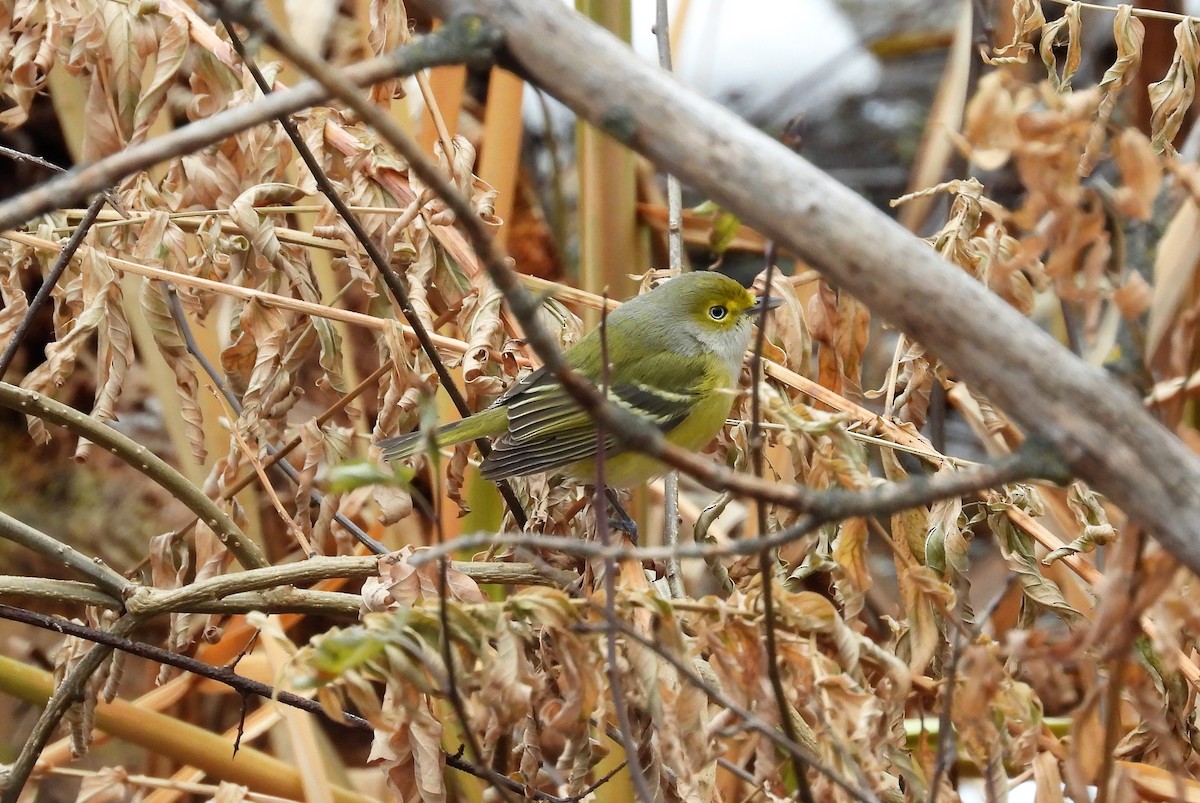 Vireo Ojiblanco - ML284170601