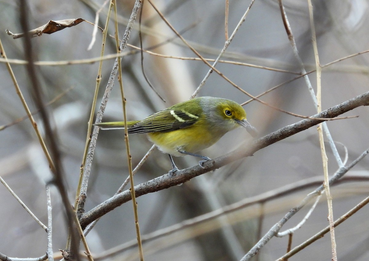 White-eyed Vireo - ML284170821