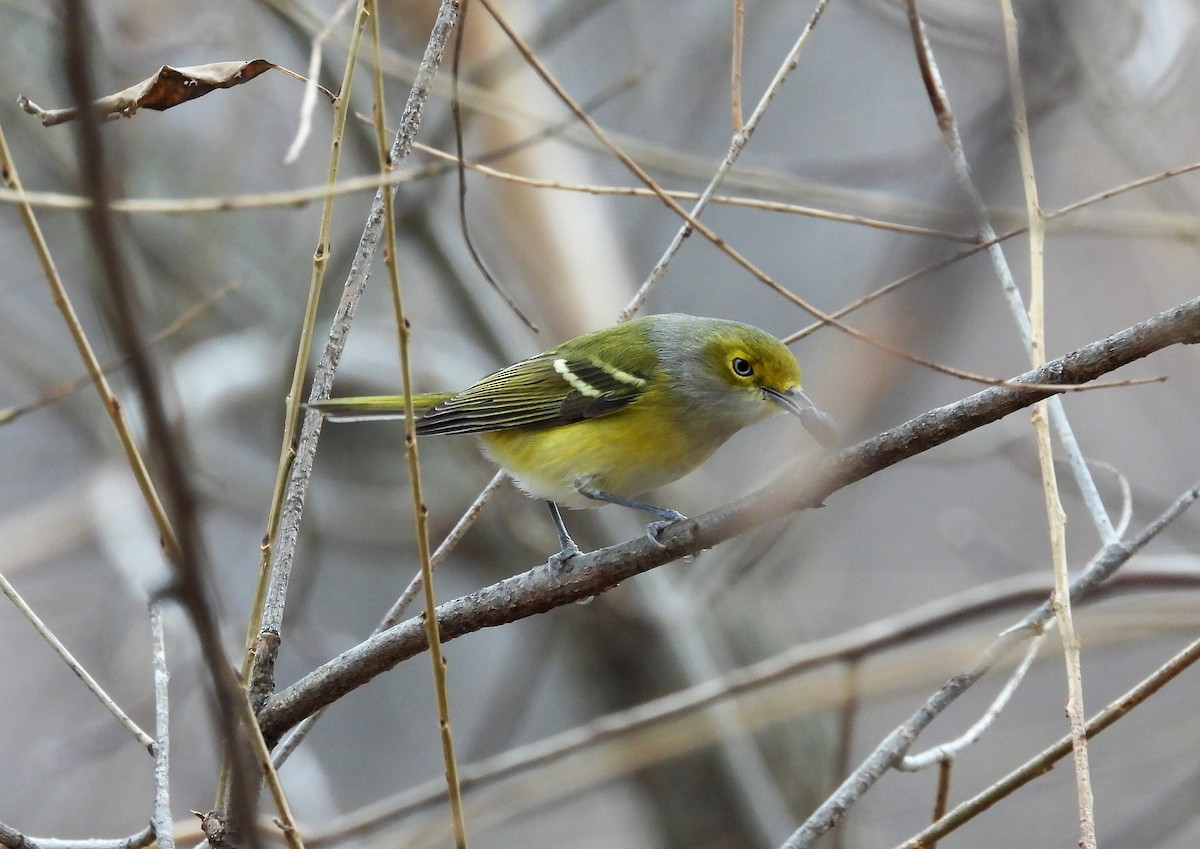 Vireo Ojiblanco - ML284170821