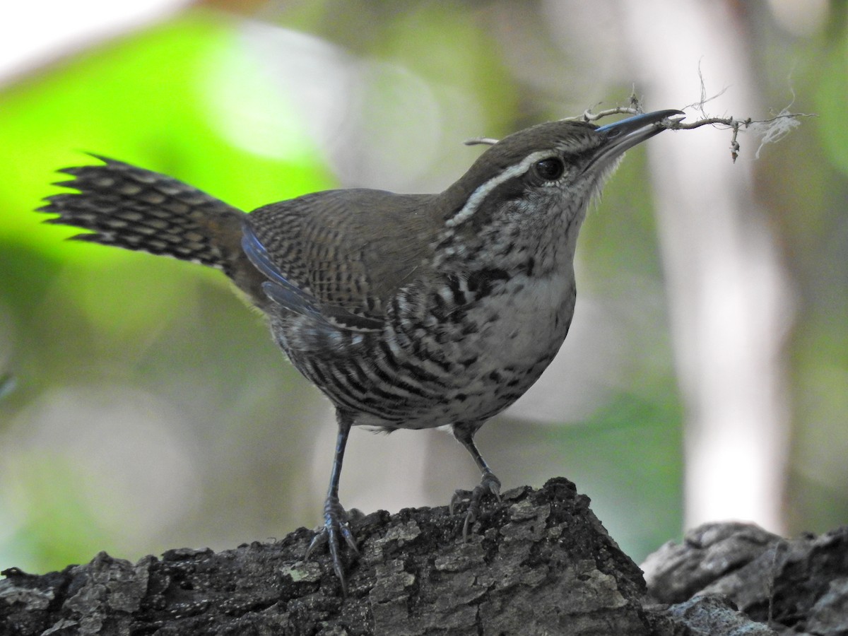 Banded Wren - ML284170911