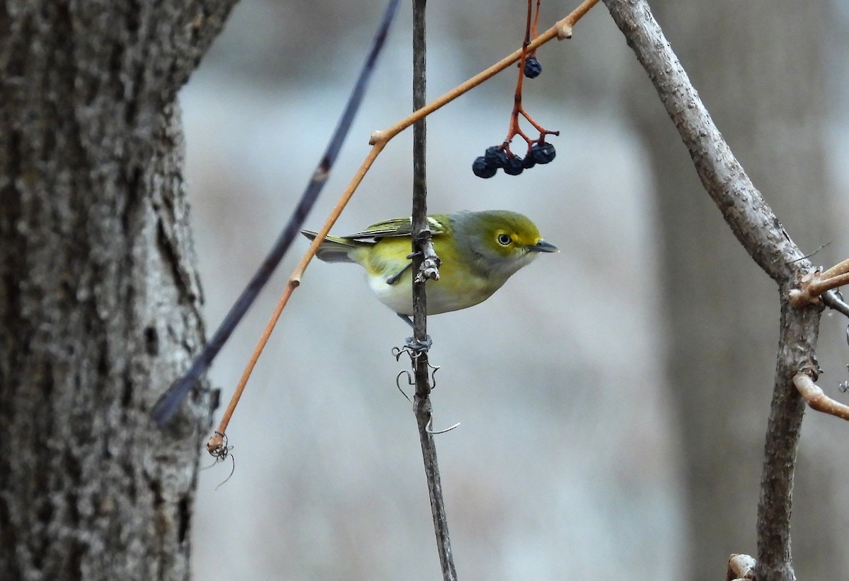 Vireo Ojiblanco - ML284171521