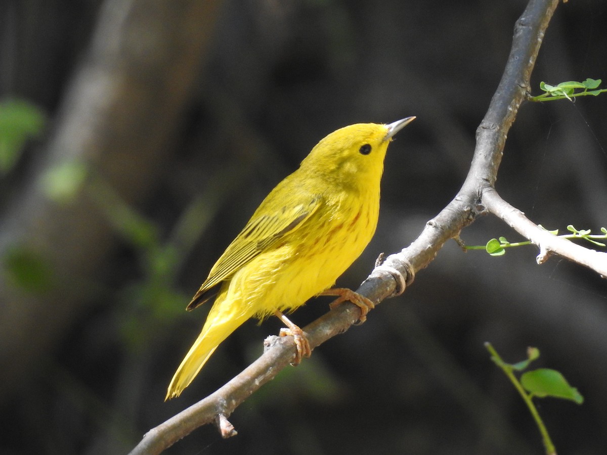 Yellow Warbler - ML284171771