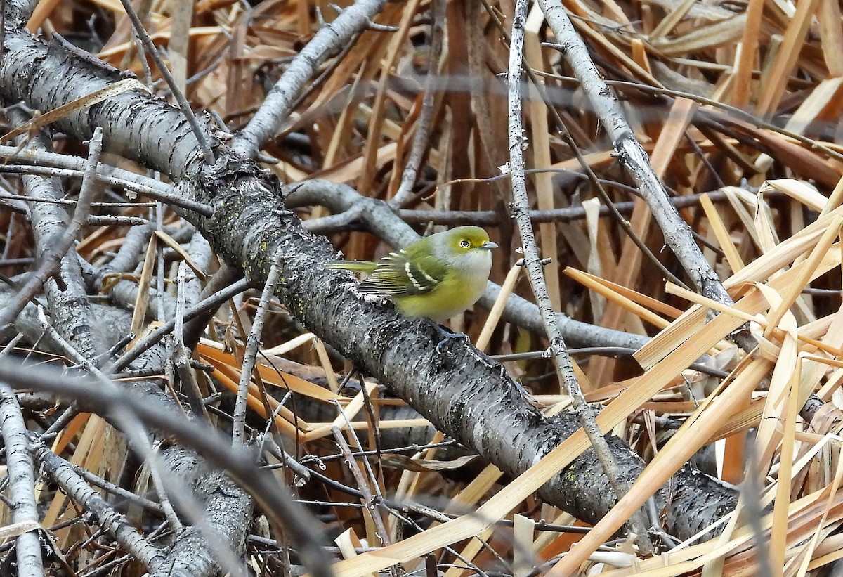 Vireo Ojiblanco - ML284171871