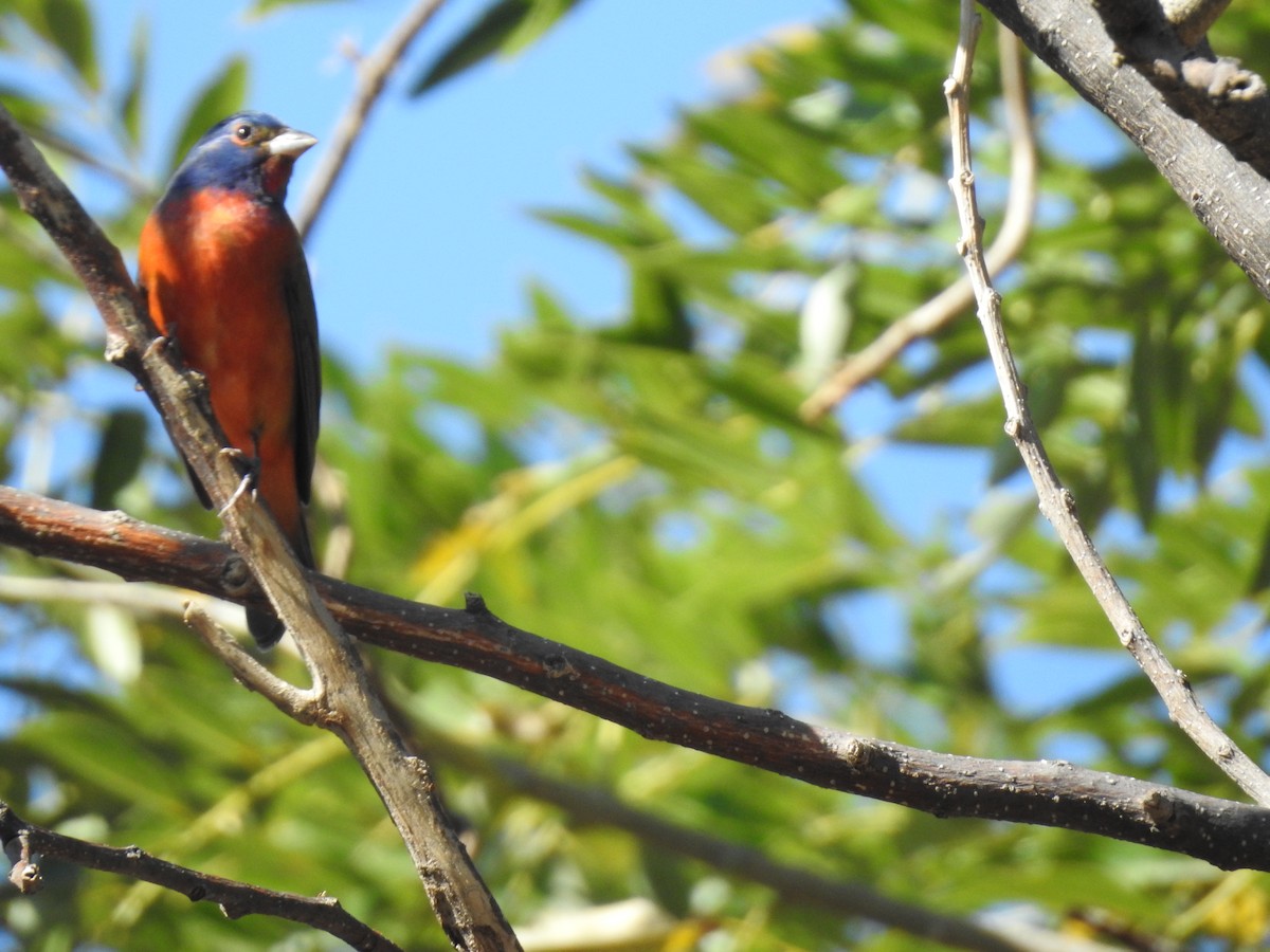 Painted Bunting - ML284172021