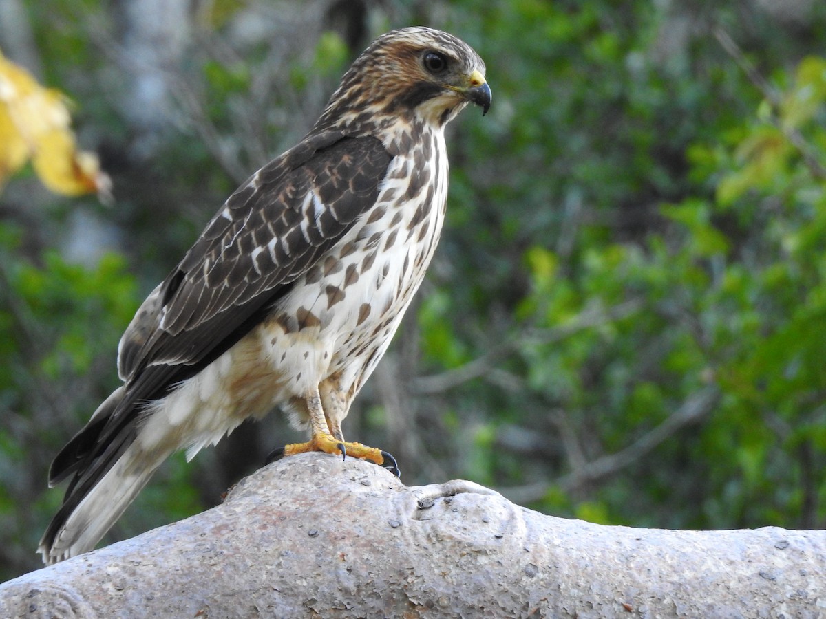 Broad-winged Hawk - ML284172471