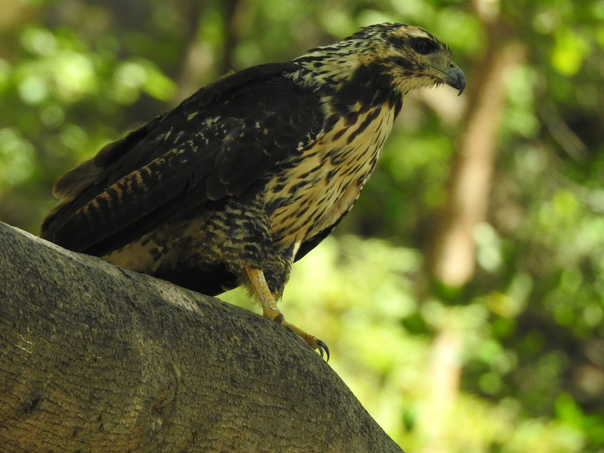 Common Black Hawk - Angela Soto