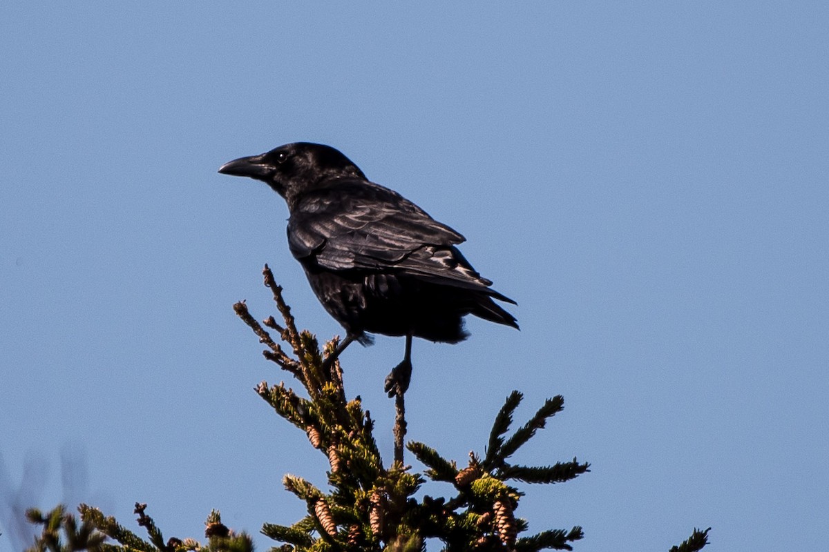American Crow - ML28417481