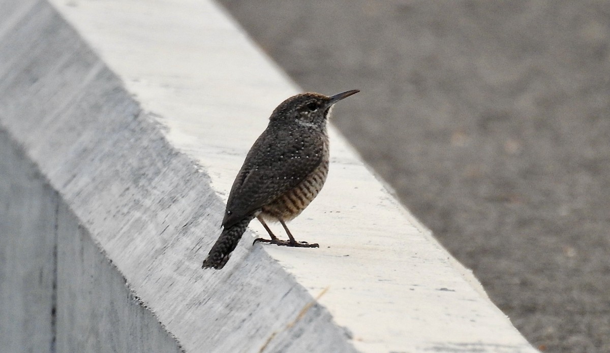 Rock Wren (Central American) - ML284176511