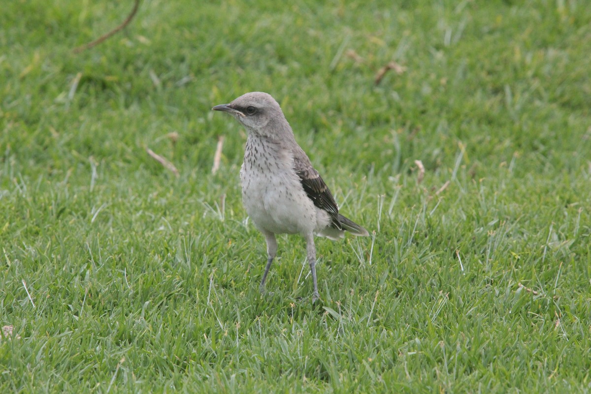 Tropical Mockingbird - ML284177141