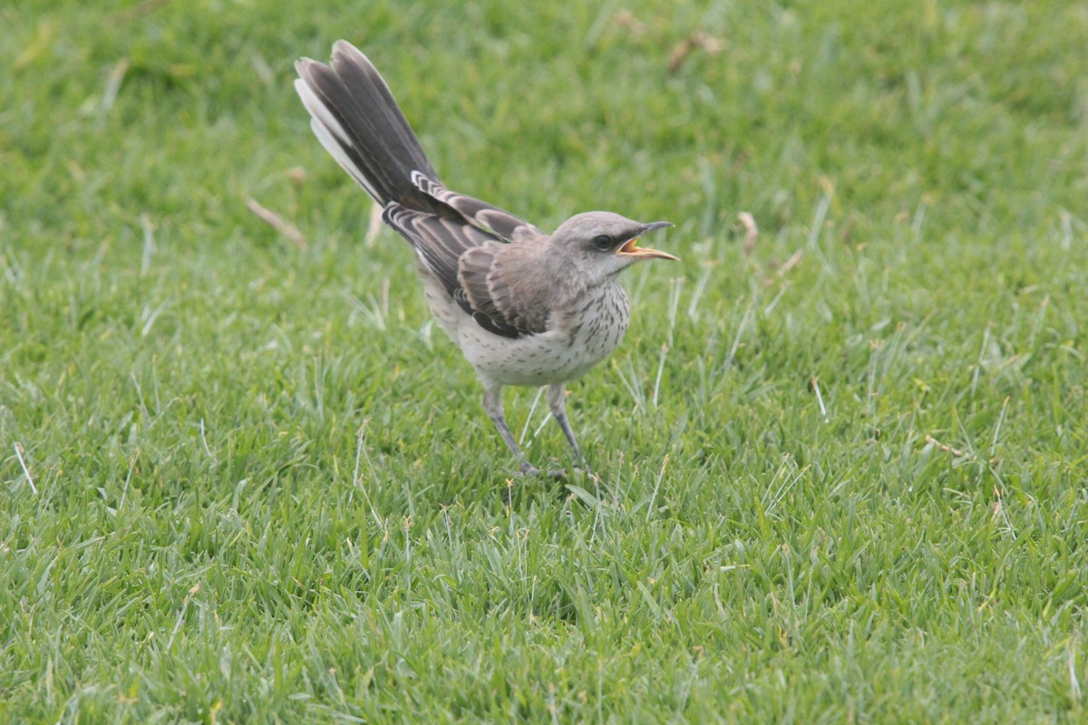 Tropical Mockingbird - ML284177171