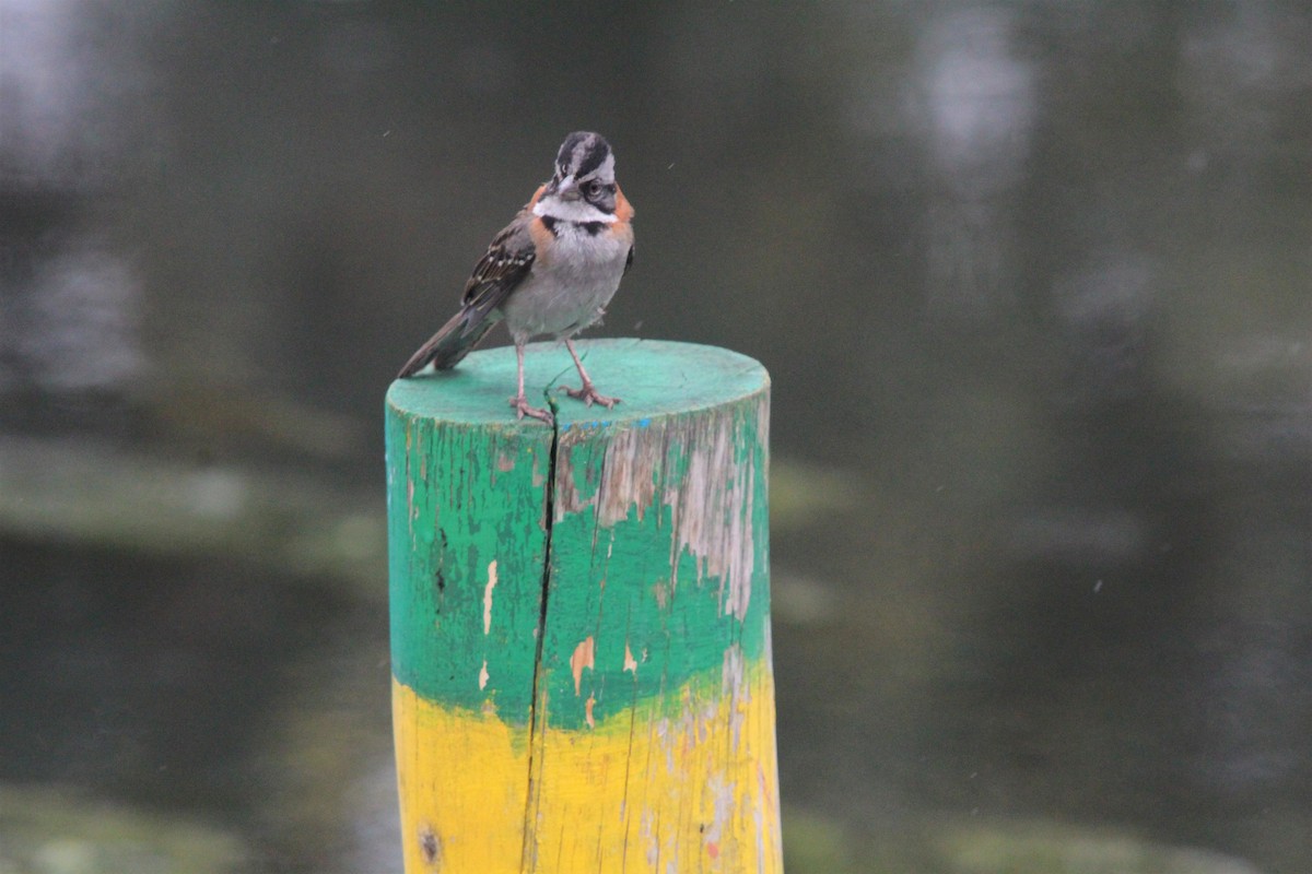 Rufous-collared Sparrow - ML284177381