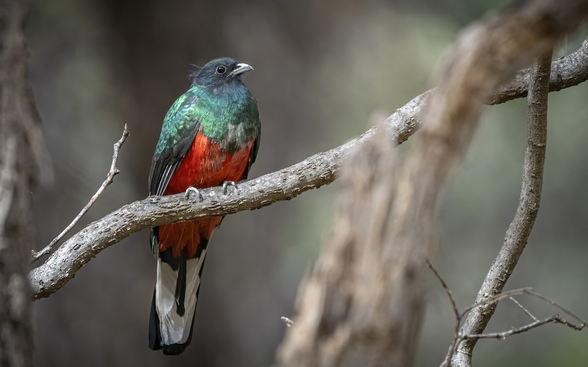 Eared Quetzal - Bryan Calk